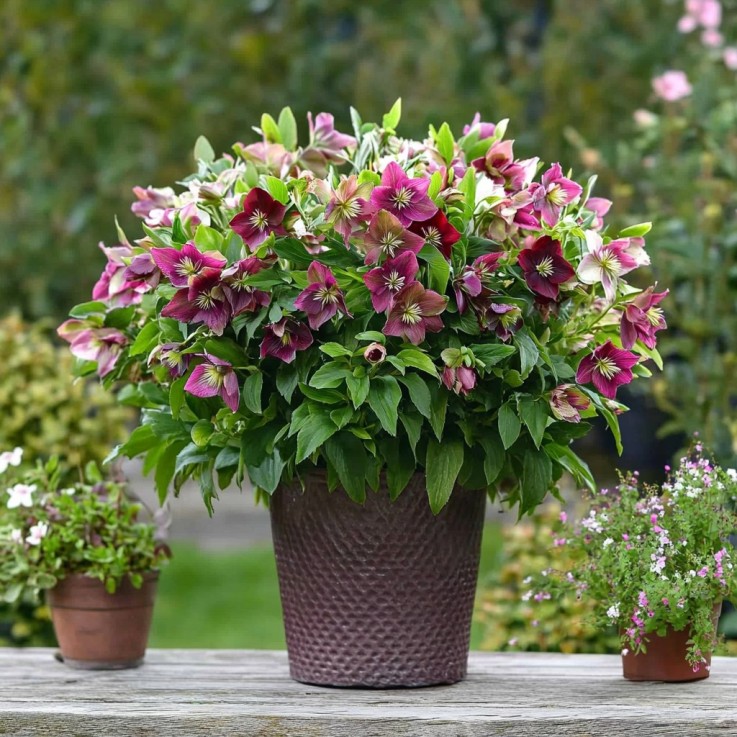 Rose de Noël - Set de 3 - Helleborus orientalis - Hauteur 20-30cm - ⌀12cm