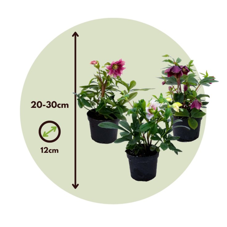Rose de Noël - Set de 3 - Helleborus orientalis - Hauteur 20-30cm - ⌀12cm
