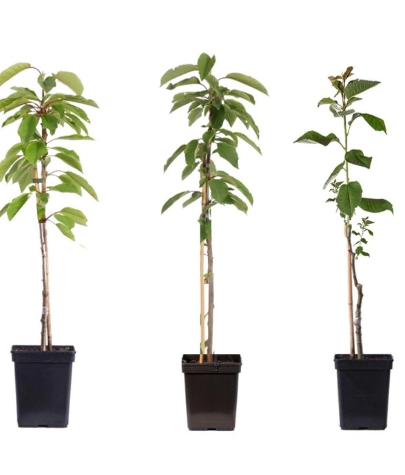 Pommier - Set de 3 - Malus...