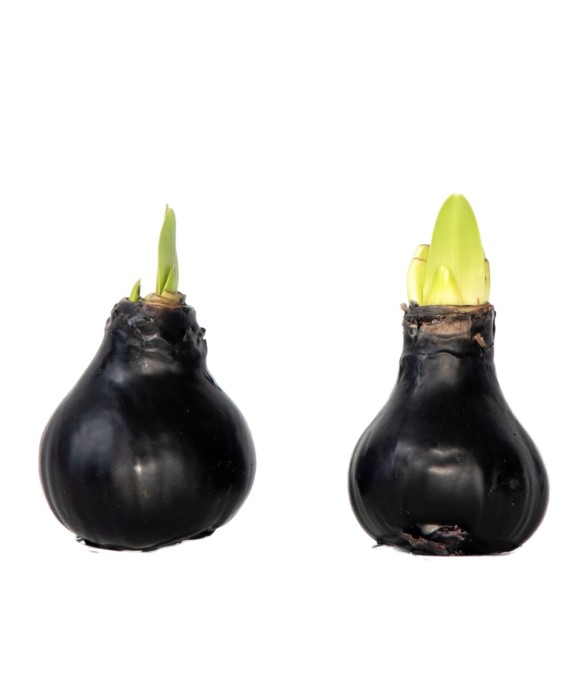 Amaryllis - hippeastrum...