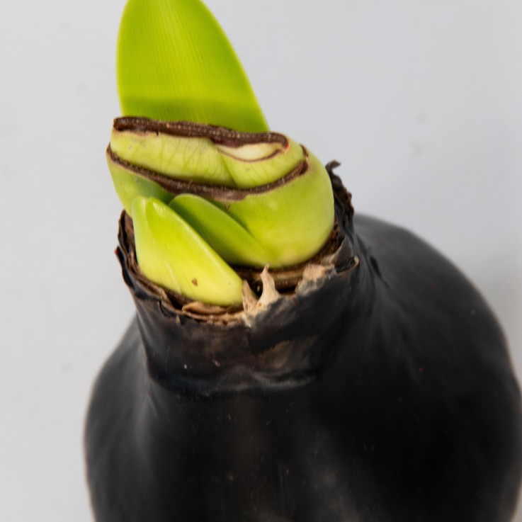 Amaryllis - hippeastrum 'Wax Black' - Bulbe de fleur - Rouge