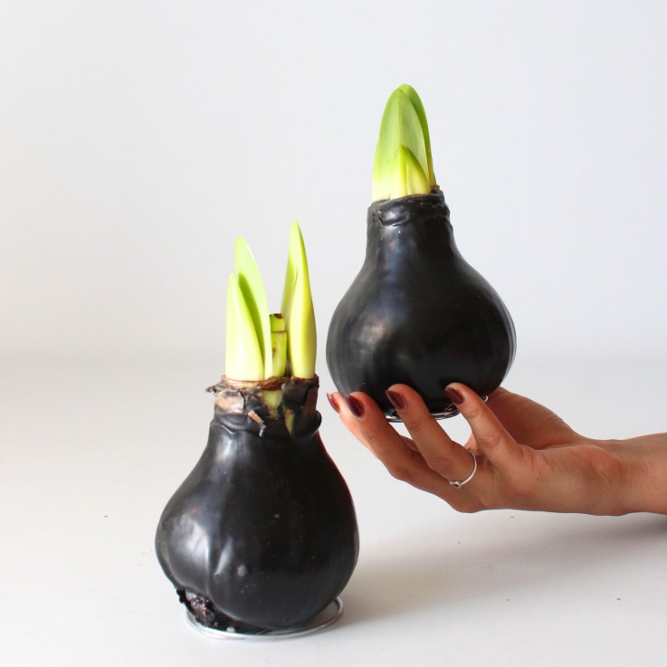 Amaryllis - hippeastrum 'Wax Black' - Bulbe de fleur - Rouge