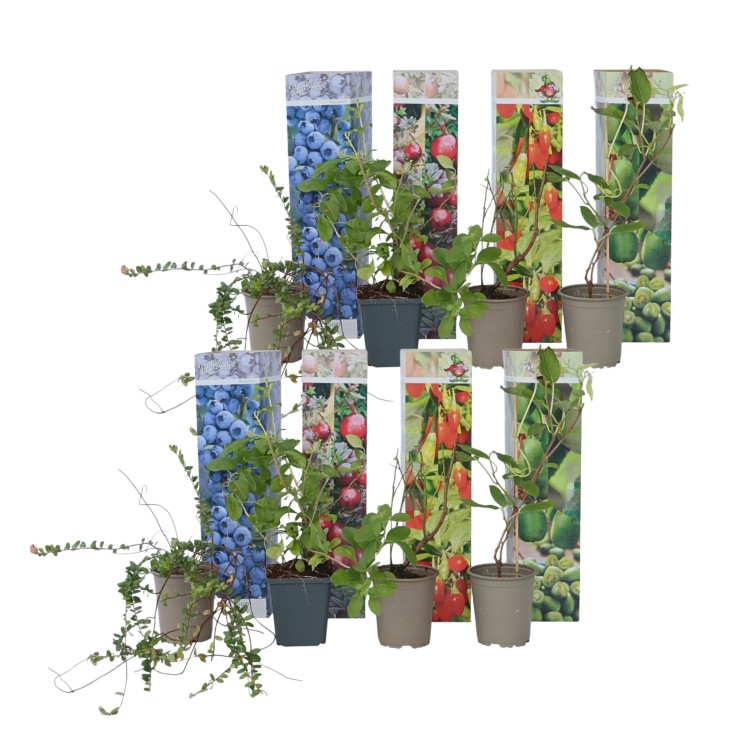 Plantes fruitières - Set de 8 - Actinidia, Vaccinium, Lycium - H25-40cm - ⌀9cm