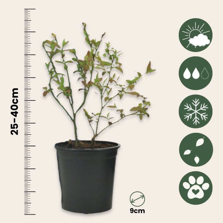 Plantes fruitières - Set de 8 - Actinidia, Vaccinium, Lycium - H25-40cm - ⌀9cm