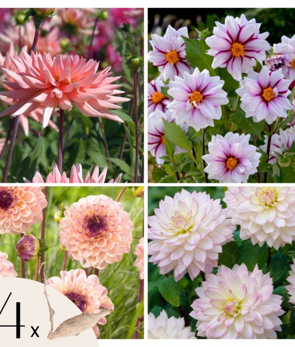 Dahlias - Set de 4 - Dahlia...