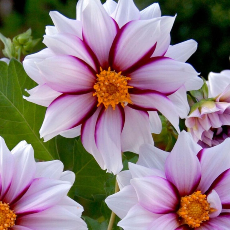 Dahlias - Set de 4 - Dahlia 'Salmon Love' - Bulbes à fleurs - Rose