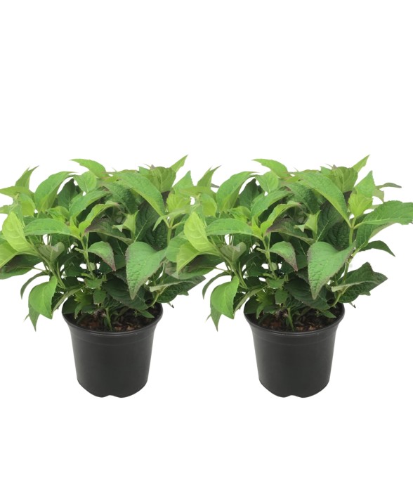 Hortensia - Set de 2 -...