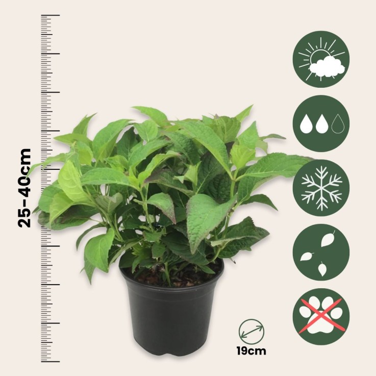 Hortensia - Set de 2 - Hydrangea serrata 'Summerglow' - Hauteur 25-40cm - ⌀19cm