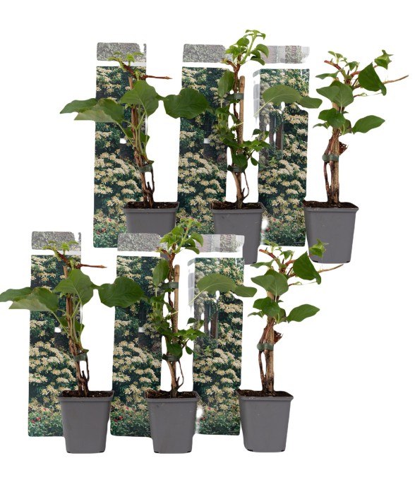 Hortensia grimpant - Set de...