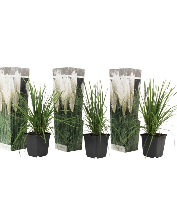 Herbe de la Pampa - Set de...