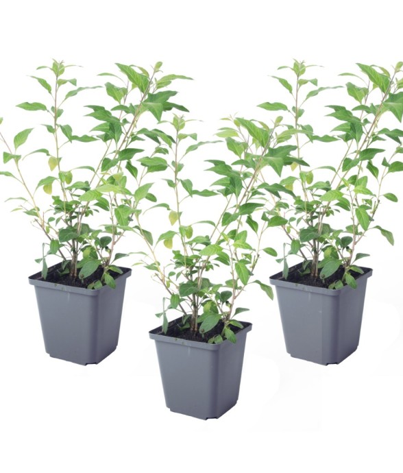 Solanum - Set de 3 -...