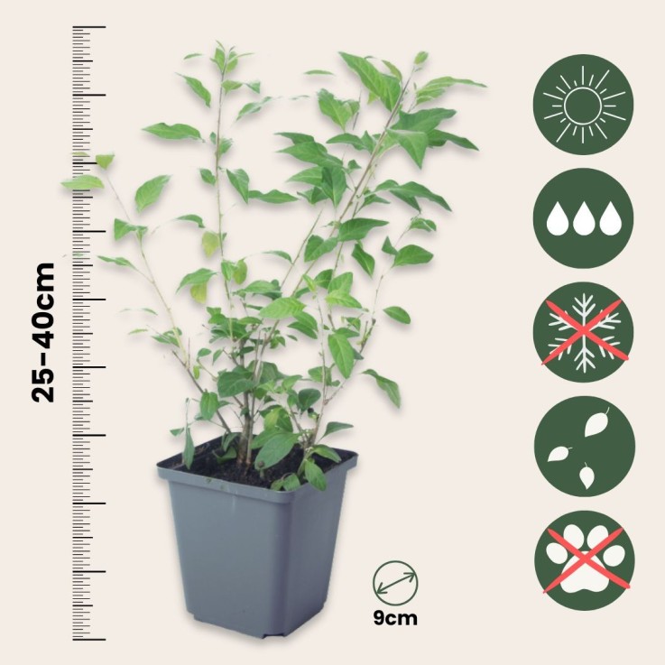 Solanum - Set de 3 - Lycianthes rantonnetii - Hauteur 25-40cm - ⌀9cm