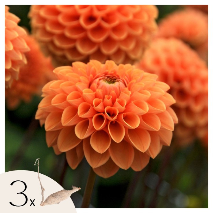 Dahlias - Set de 3 - Dahlia 'Sylvia' - Bulbes à fleurs - Orange