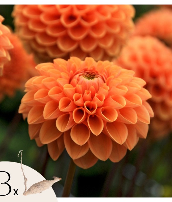 Dahlias - Set de 3 - Dahlia...