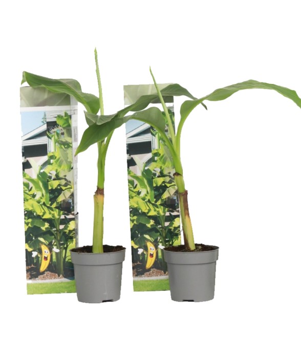 Bananier du Japon - Set de...