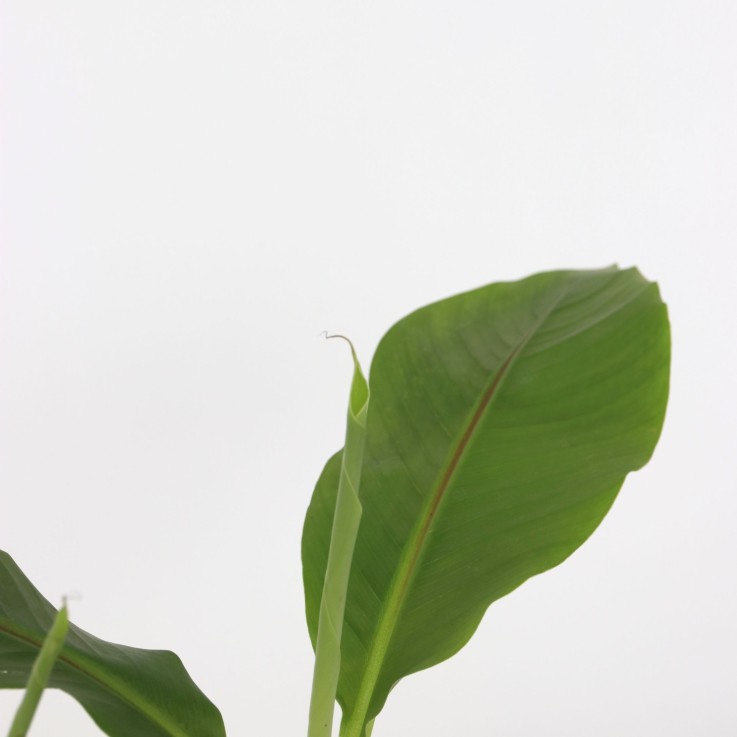 Bananier du Japon - Set de 2 - Musa basjoo - Hauteur 25-40cm - ⌀9cm