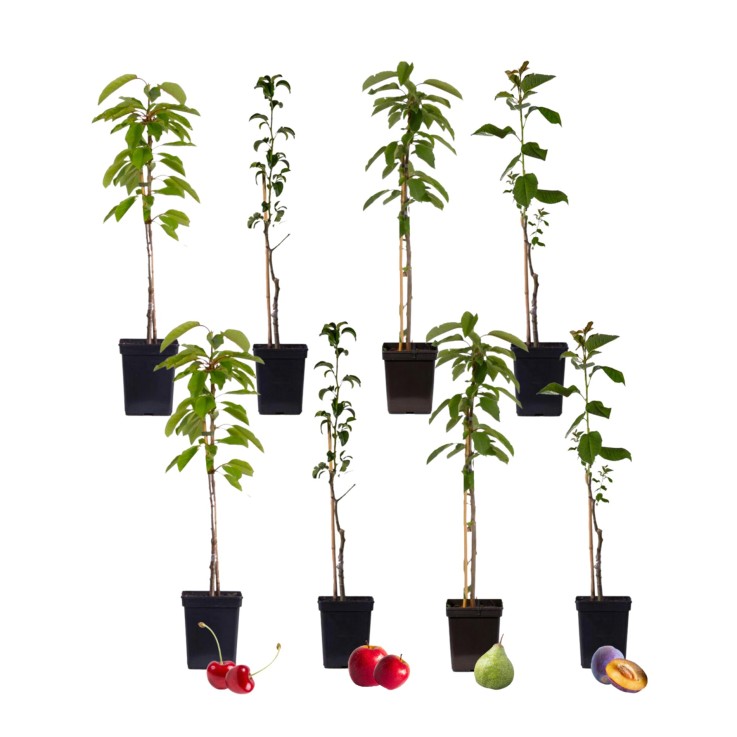 Mélange d'arbres fruitiers - Set de 8 - Malus, Pryus, Prunus - H60-70cm - ⌀9cm