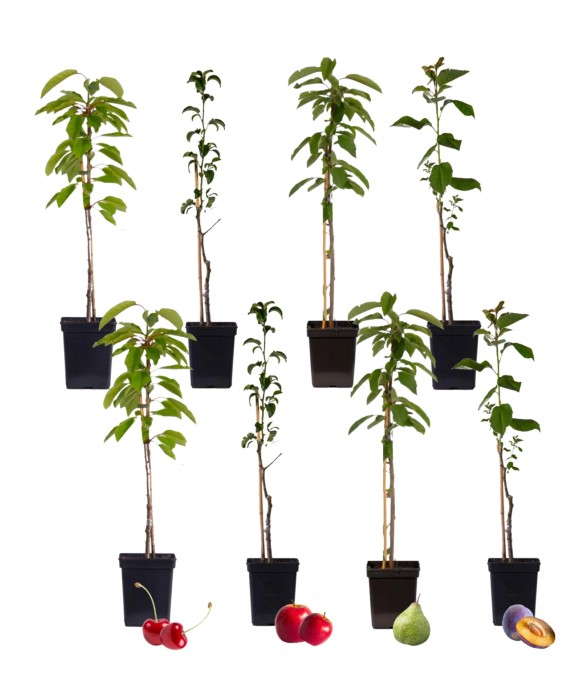 Mélange d'arbres fruitiers...