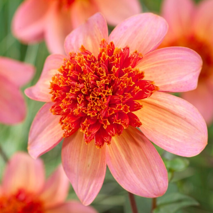 Dahlias - Set de 3 - Dahlia 'Totally Tangerine' - Bulbes à fleurs - Orange