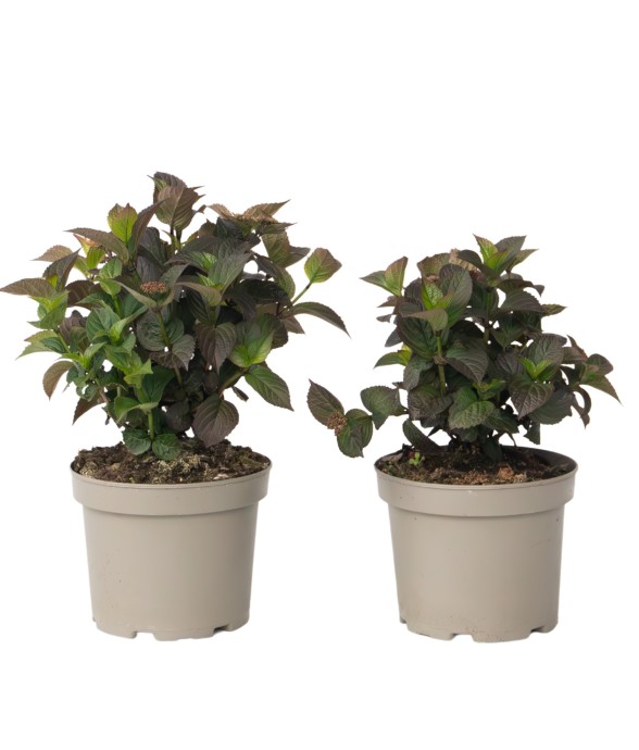 Hortensia - Set de 2 -...