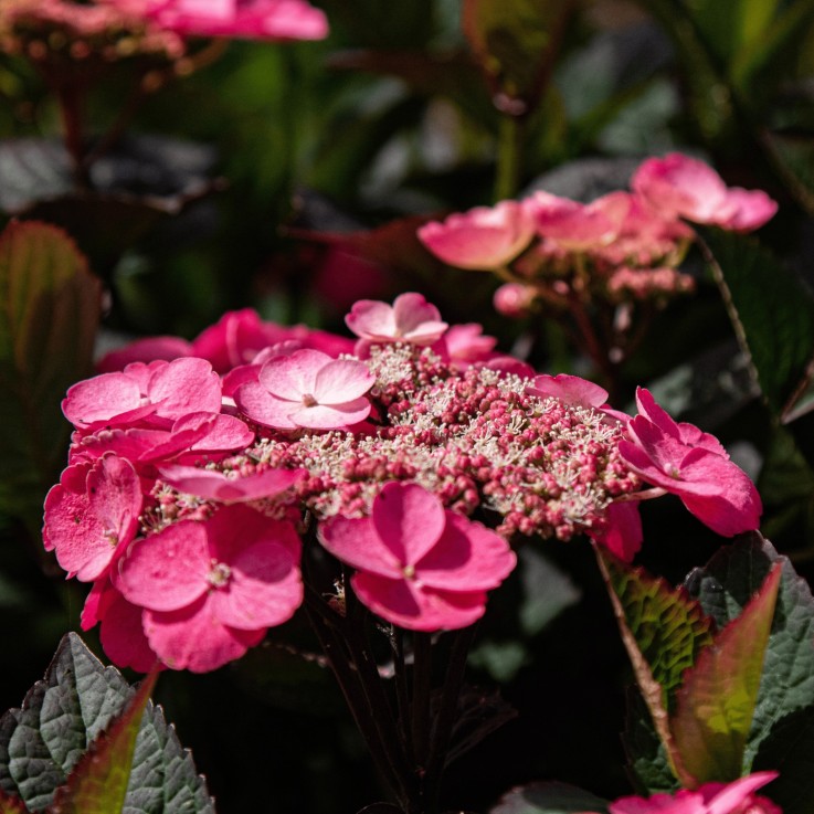 Hortensia - Set de 2 - Hydrangea 'Dare Devil' - Hauteur 25-40cm - ⌀19cm