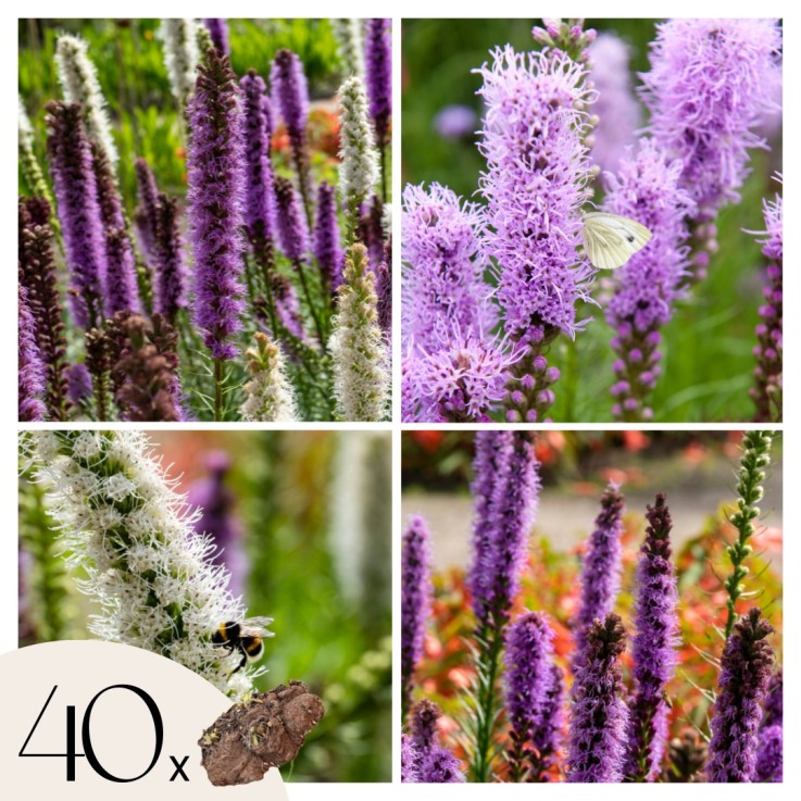 Liatris spicata - Set de 40 - Liatris - Rhizomes - Violet