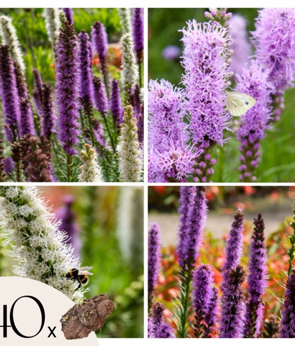 Liatris spicata - Set de 40...
