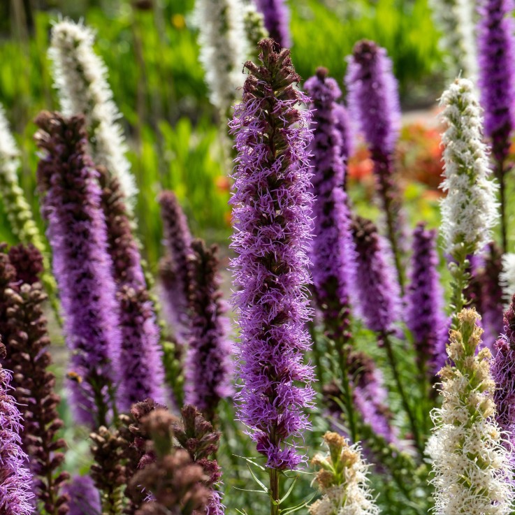 Liatris spicata - Set de 40 - Liatris - Rhizomes - Violet