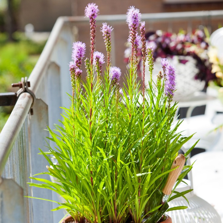 Liatris spicata - Set de 40 - Liatris - Rhizomes - Violet