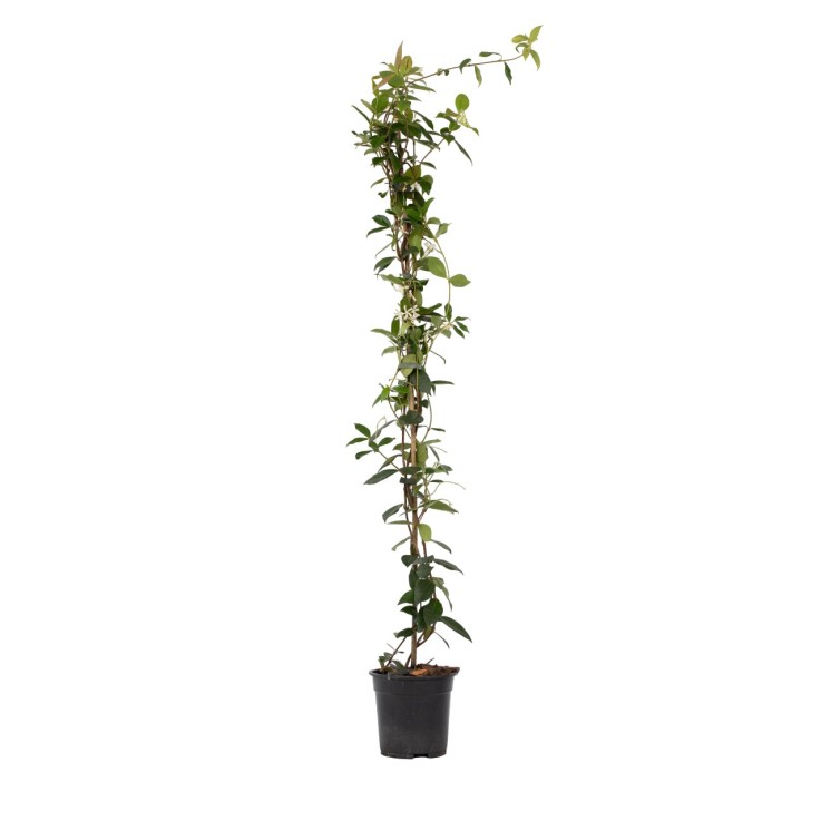 Jasmin étoilé - Trachelospermum jasminoides - Hauteur 110-120cm - ⌀17cm