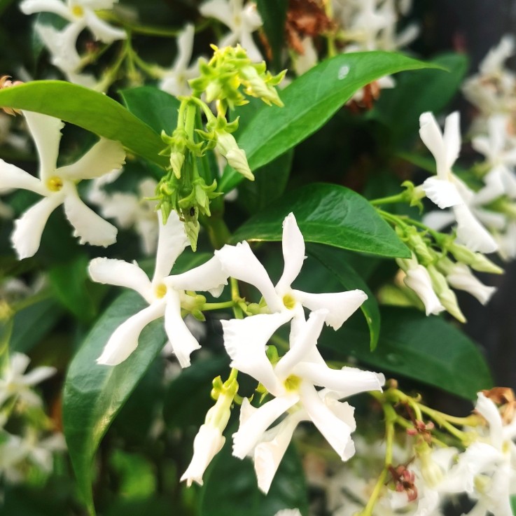 Jasmin étoilé - Trachelospermum jasminoides - Hauteur 110-120cm - ⌀17cm