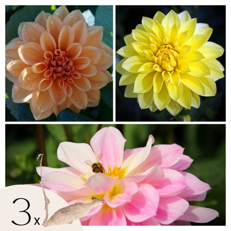 Dahlias - Set de 3 - Dahlia 'Waterlily Mix' - Bulbes à fleurs - Vert
