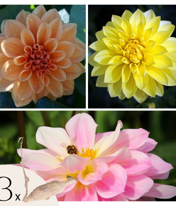 Dahlias - Set de 3 - Dahlia...