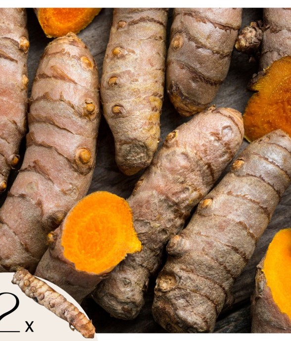 Curcuma - Set de 2 -...