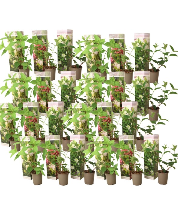 Hortensia - Set de 24 -...