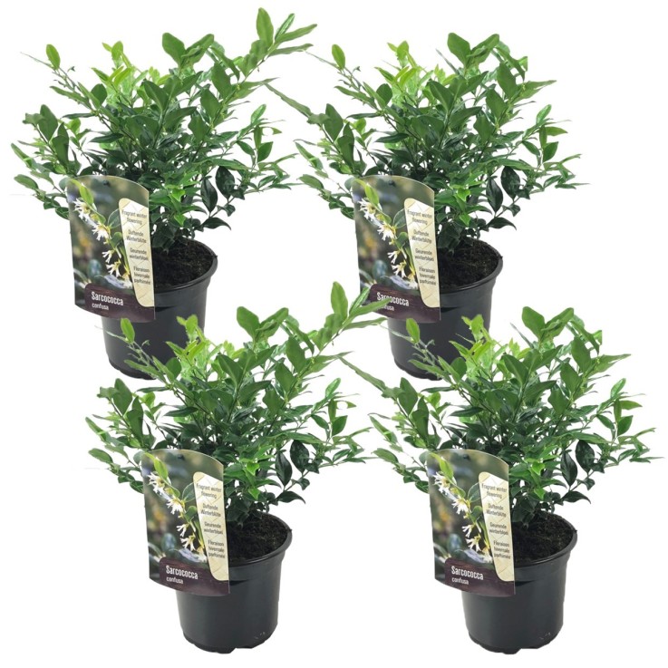 Sarcocoque confus - Set de 4 - Sarcococca 'Confusa' - Hauteur 30-40cm - ⌀17cm