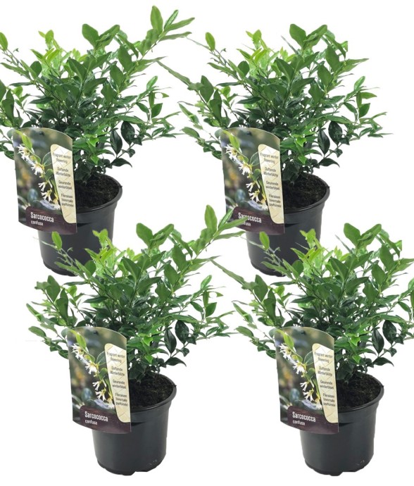 Sarcocoque confus - Set de...