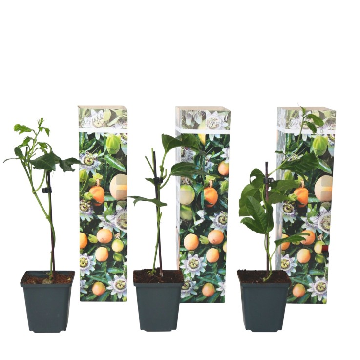 Passiflore - Set de 3 - Passiflora edulis 'Frederick' - Hauteur 25-40cm - ⌀9cm