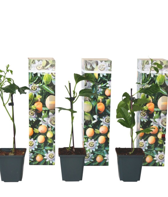 Passiflore - Set de 3 -...