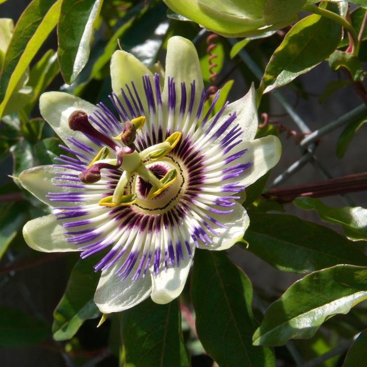 Passiflore - Set de 3 - Passiflora edulis 'Frederick' - Hauteur 25-40cm - ⌀9cm