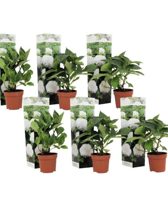 Hortensia - Set de 6 -...
