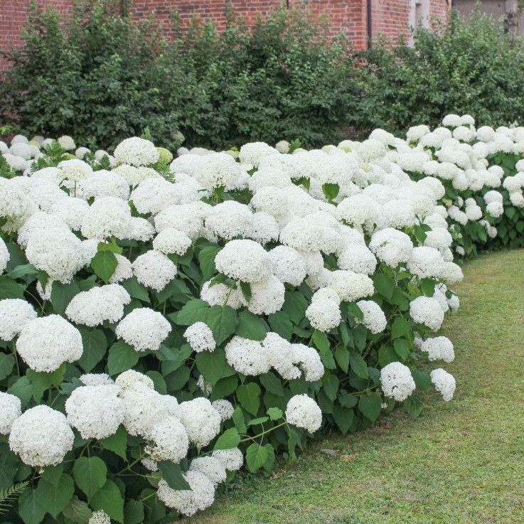 Hortensia - Set de 6 - Hydrangea macrophylla 'Wudu' - Hauteur 25-40cm - ⌀9cm
