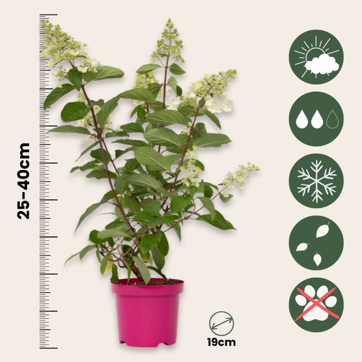 Hortensia - Set de 4 - Hydrangea paniculata 'Pinky Winky' - H25-40cm - ⌀19cm