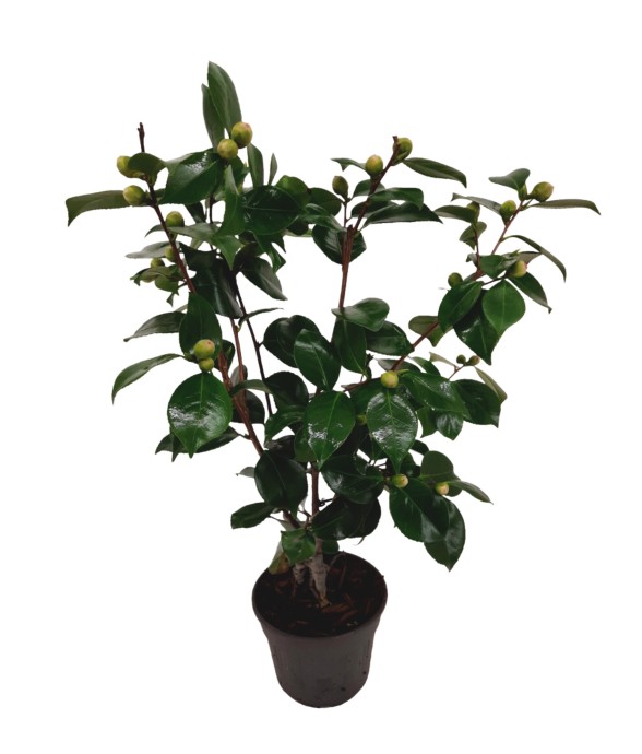 Camélia - Camellia japonica...