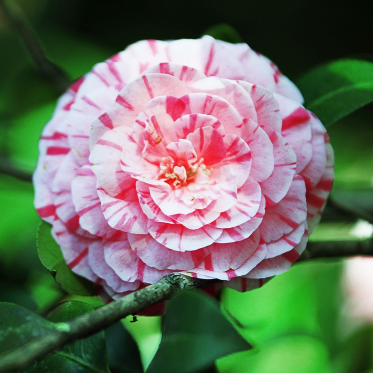 Camélia - Camellia japonica 'Bonomiana' - Hauteur 50-60cm - ⌀15cm