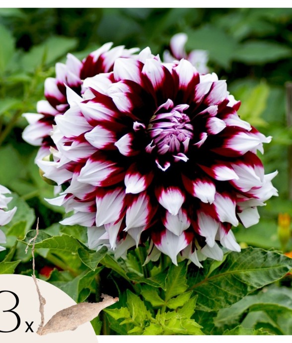 Dahlias - Set de 3 - Dahlia...