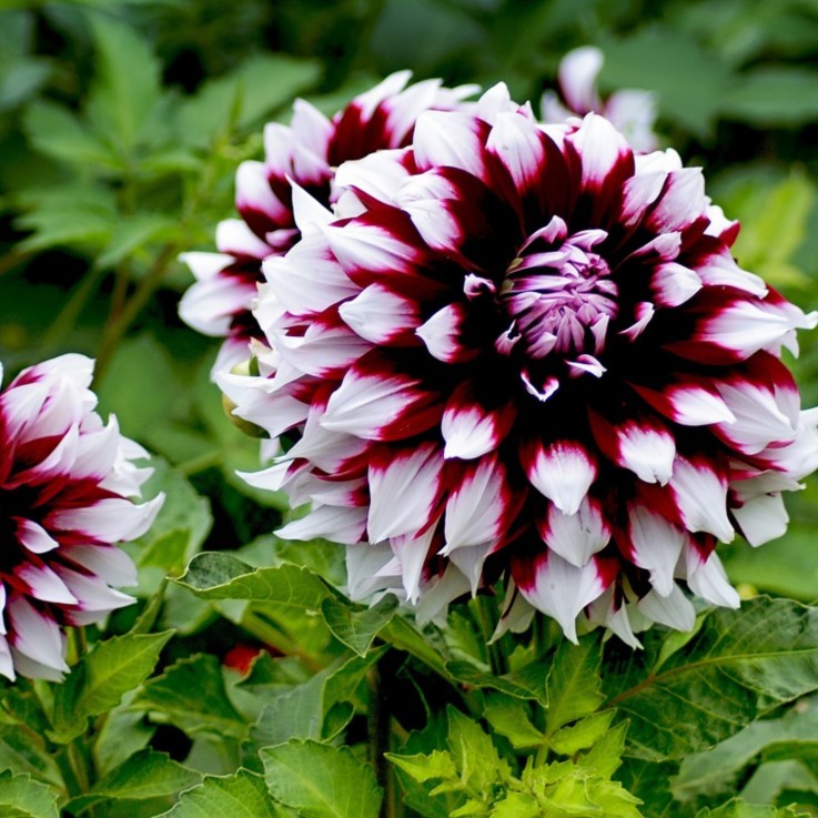 Dahlias - Set de 3 - Dahlia 'Tartan' - Bulbes à fleurs - Violet