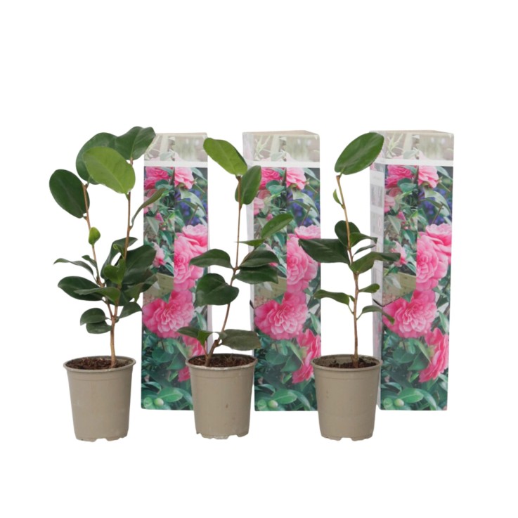 Camélia - Set de 3 - Camellia japonica 'Bonomiana' - Hauteur 25-40cm - ⌀9cm