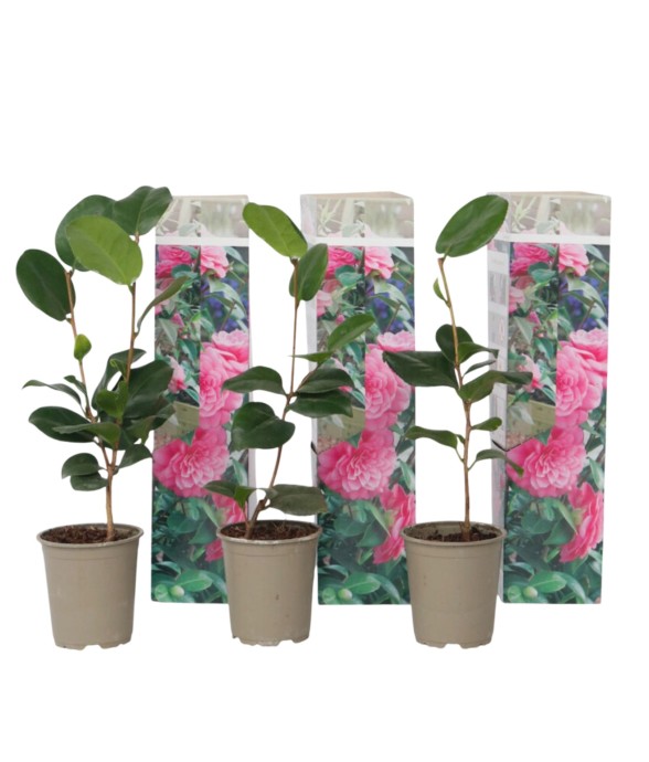 Camélia - Set de 3 -...