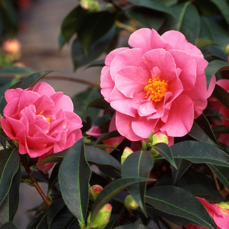 Camélia - Set de 3 - Camellia japonica 'Bonomiana' - Hauteur 25-40cm - ⌀9cm